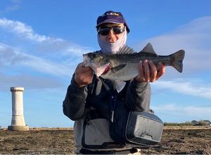 European Bass (Seabass)