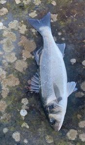 European Bass (Seabass)