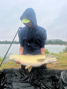 Grass Carp