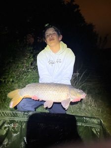 Common Carp
