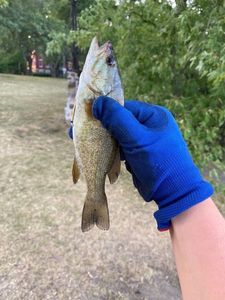 Smallmouth Bass
