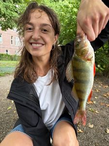 European Perch