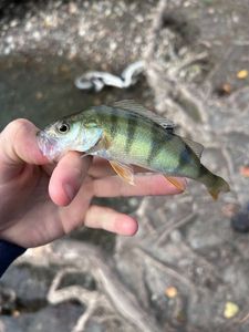 European Perch