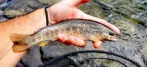Brown Trout