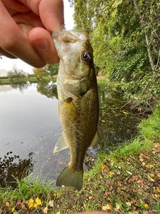 Largemouth Bass