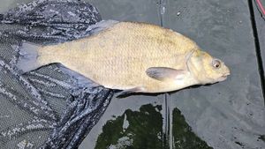 Common Bream