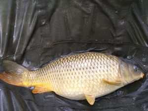 Common Carp