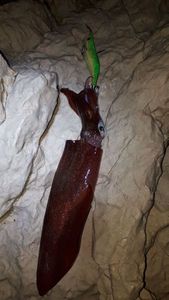 European Squid
