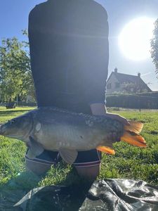 Mirror Carp