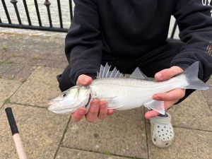 European Bass (Seabass)