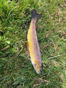 Brown Trout