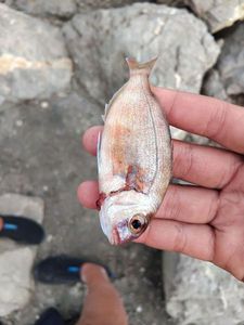 Axillary Seabream