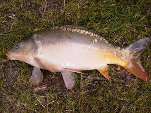 Mirror Carp