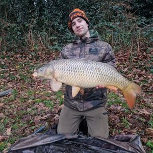 Common Carp