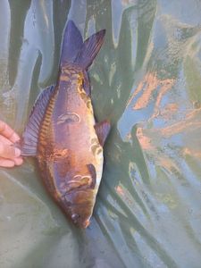 Mirror Carp