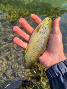 Brown Trout