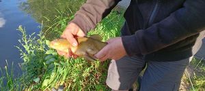 Tench