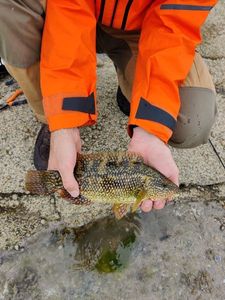 Ballan Wrasse