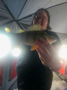 Yellow Perch