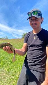 Crucian Carp