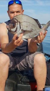 Black Seabream