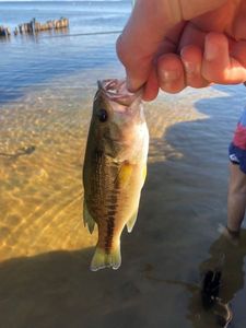 Largemouth Bass