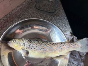 Brown Trout