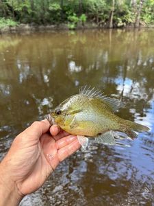 Redbreast Sunfish