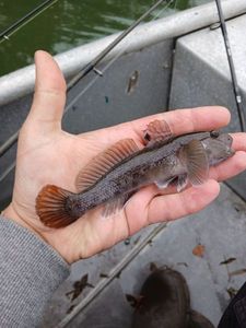 Round Goby