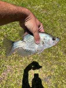 Black Crappie