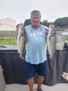 European Bass (Seabass)