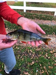 European Perch