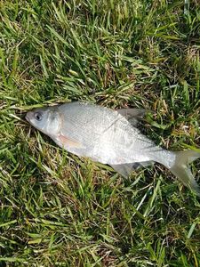 Common Bream