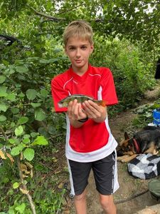 European Perch