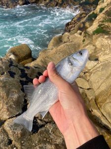 European Bass (Seabass)