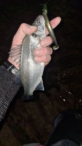 European Bass (Seabass)