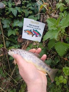 Brown Trout