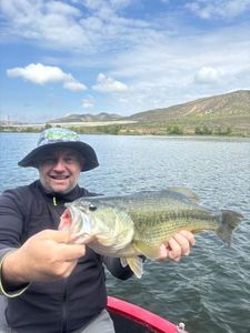 Largemouth Bass