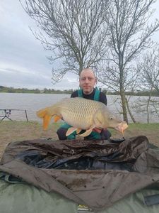 Common Carp