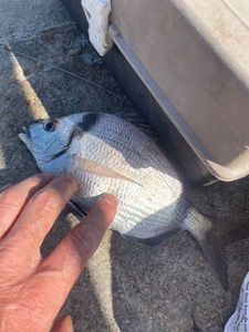 Common Two-banded Seabream