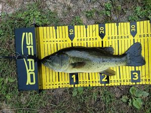 Largemouth Bass