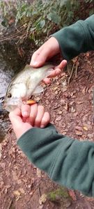 Largemouth Bass