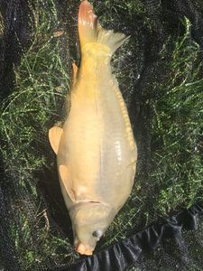 Leather Carp