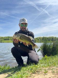 Largemouth Bass