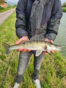 Zander