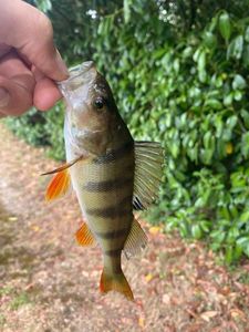 European Perch