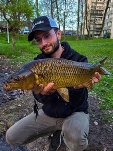 Common Carp