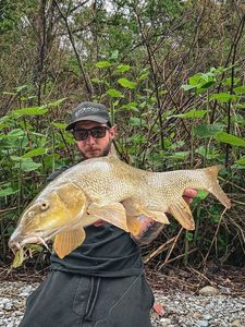 Barbel