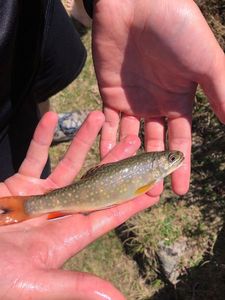 Brook Trout