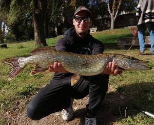 Northern Pike
